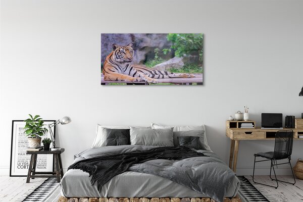 Tablouri pe sticlă Tiger într-o grădină zoologică