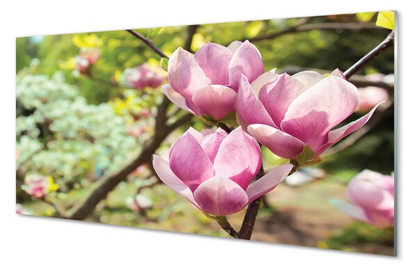 Tablouri pe sticlă copac magnolie