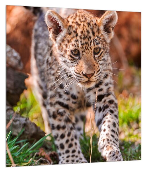 Tablou cu gepard mic (30x30 cm)