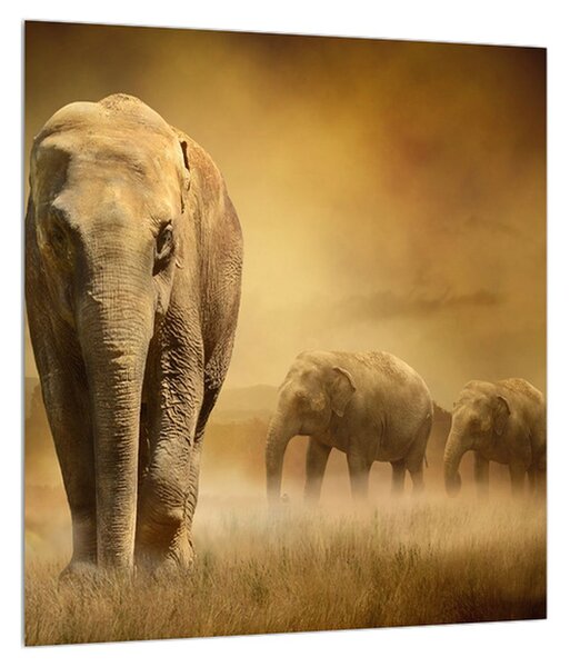 Tablou cu elefant (30x30 cm)