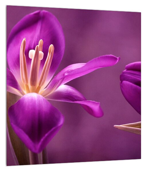 Tablou cu floare violet (30x30 cm)