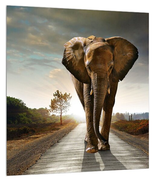 Tablou cu elefant (30x30 cm)