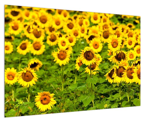 Tablou cu câmp cu floarea soarelui (90x60 cm)