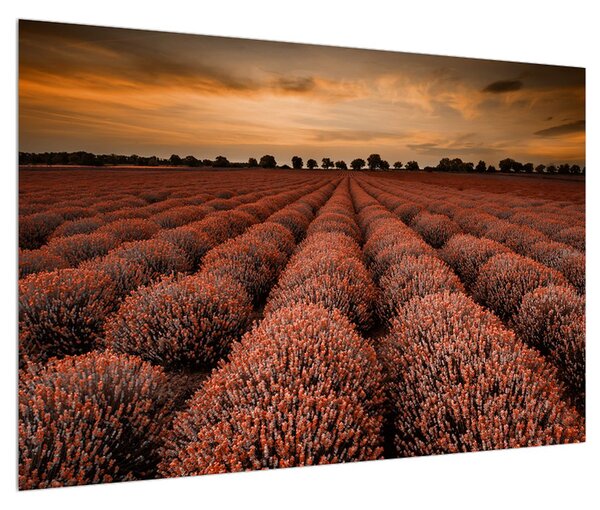 Tablou cu câmp de flori (90x60 cm)