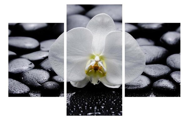 Tablou cu orhidee (90x60 cm)