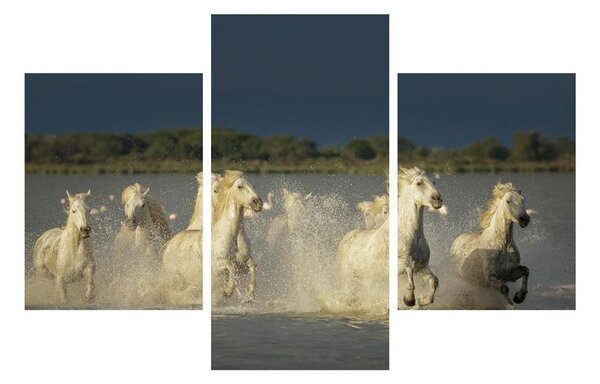 Tablou cu cai albi (90x60 cm)