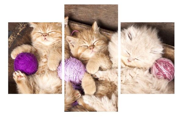 Tablou cu pisicuțe dormind (90x60 cm)