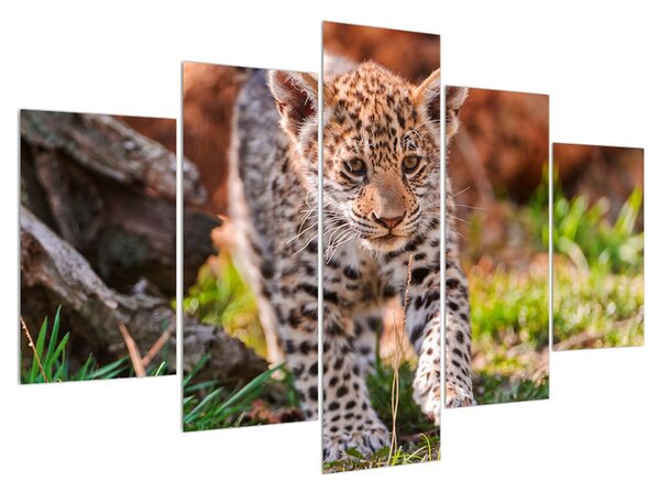 Tablou cu gepard mic (150x105 cm)