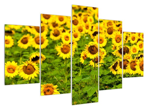 Tablou cu câmp cu floarea soarelui (150x105 cm)