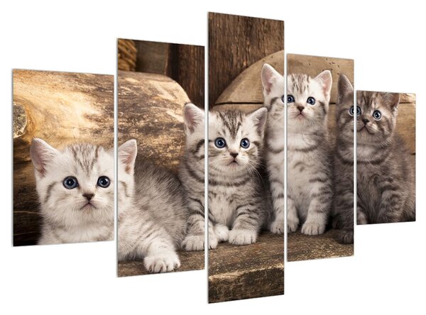 Tablou cu pisici mici (150x105 cm)