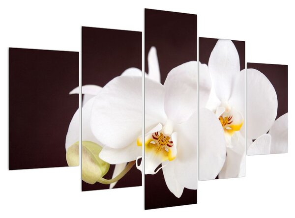 Tablou cu flori de orhidee (150x105 cm)