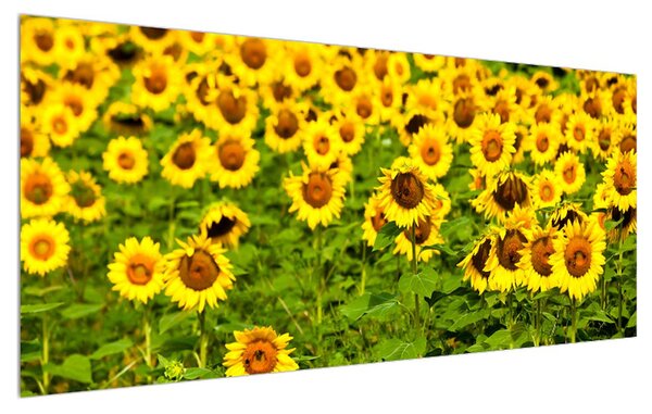 Tablou cu câmp cu floarea soarelui (120x50 cm)