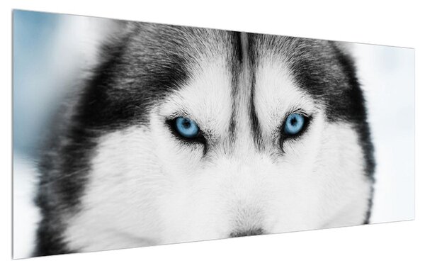 Tablou cu câine Husky (120x50 cm)