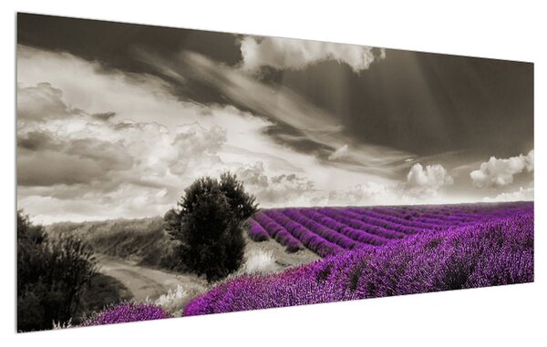 Tablou cu câmp de lavandă (120x50 cm)