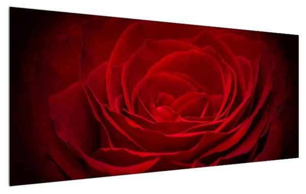 Tablou cu trandafir roșu (120x50 cm)