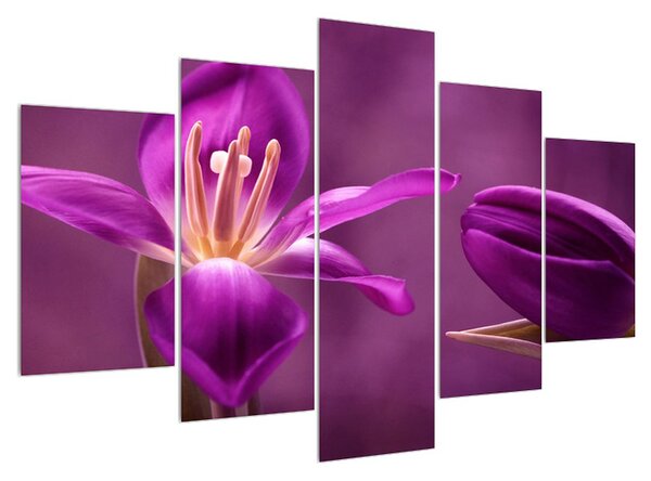 Tablou cu floare violet (150x105 cm)