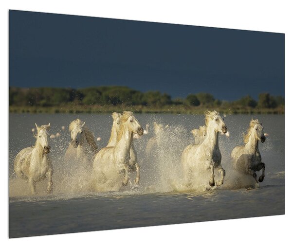 Tablou cu cai albi (90x60 cm)