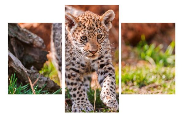 Tablou cu gepard mic (90x60 cm)