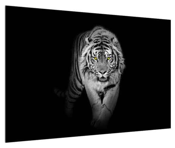 Tablou albnegru cu tigru (90x60 cm)