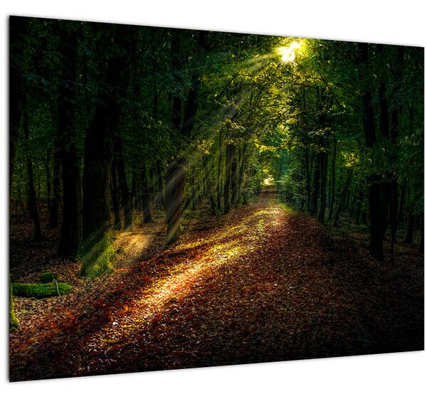 Tablou cu poteca prin pădure (70x50 cm)