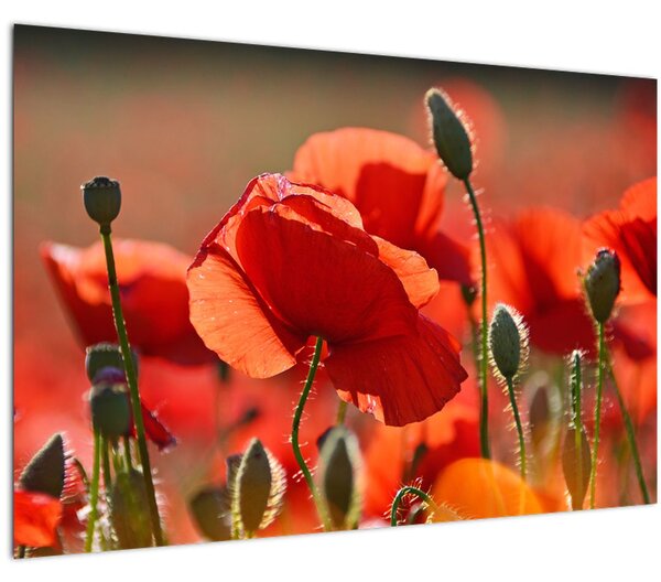 Tablou cu flori de maci (90x60 cm)