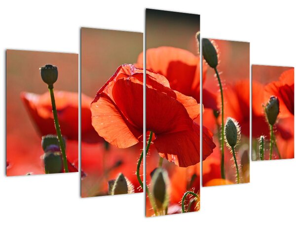 Tablou cu flori de maci (150x105 cm)