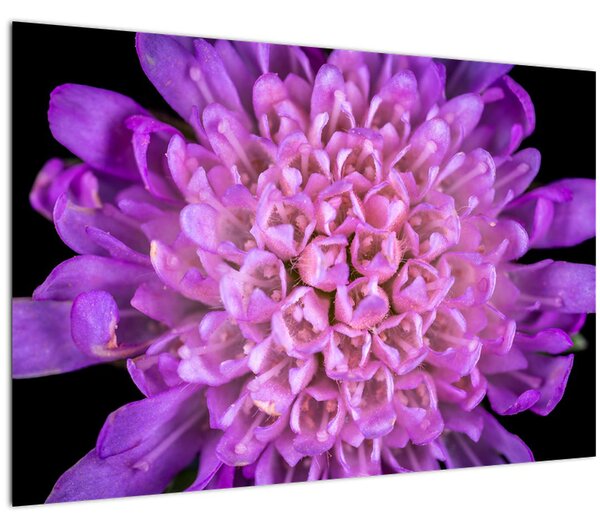 Tablou detailat cu floare (90x60 cm)