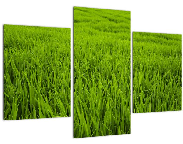 Tablou cu iaraba (90x60 cm)