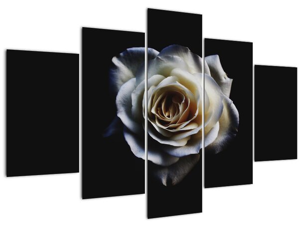 Tablou cu trandafir alb (150x105 cm)