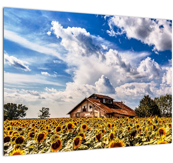 Tablou cu câmp de floarea soarelui (70x50 cm)