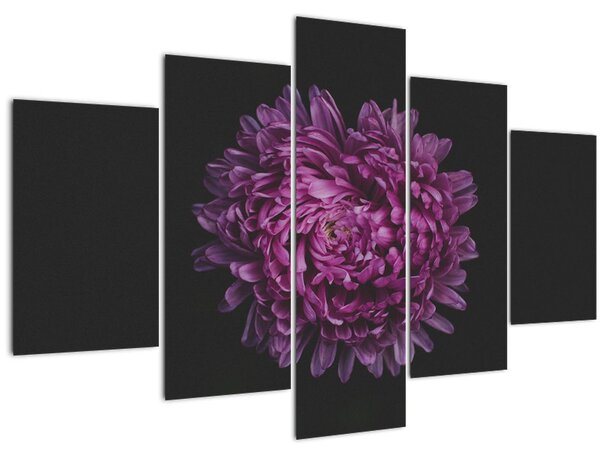 Tablou cu floare violetă (150x105 cm)