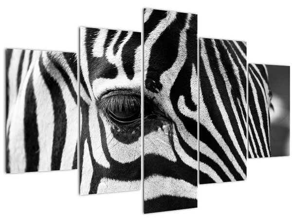 Tablou cu zebră (150x105 cm)