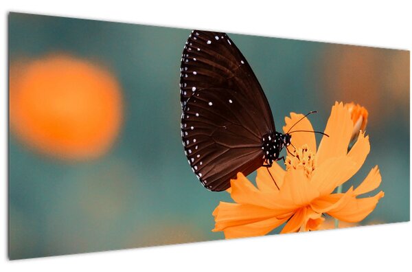 Tablou - fluture pe o floare portocalie (120x50 cm)