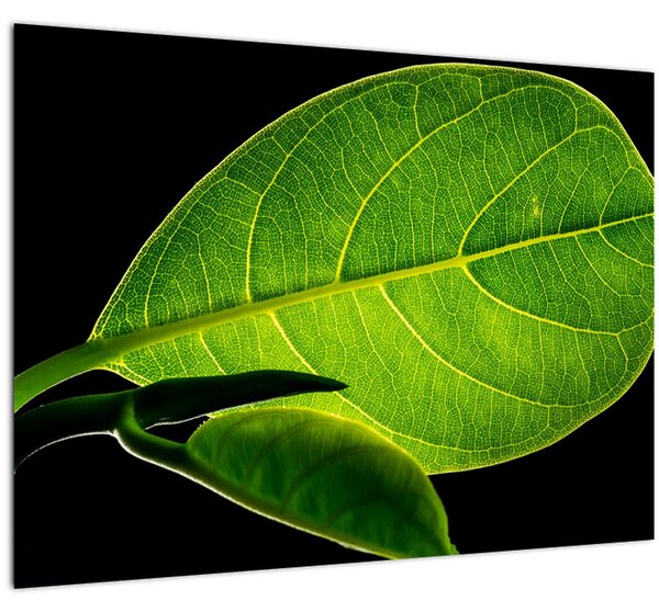 Tablou - frunză verde (70x50 cm)