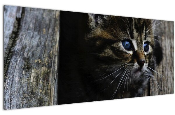 Tablou cu pisicuța (120x50 cm)
