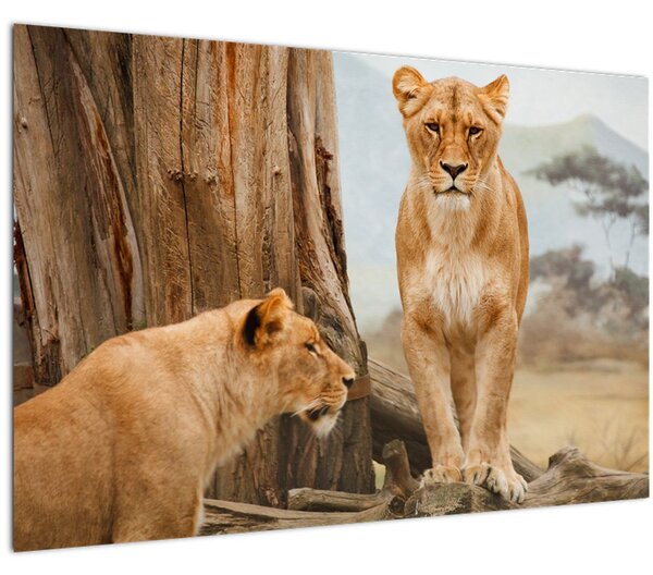 Tablou - două leoaice (90x60 cm)