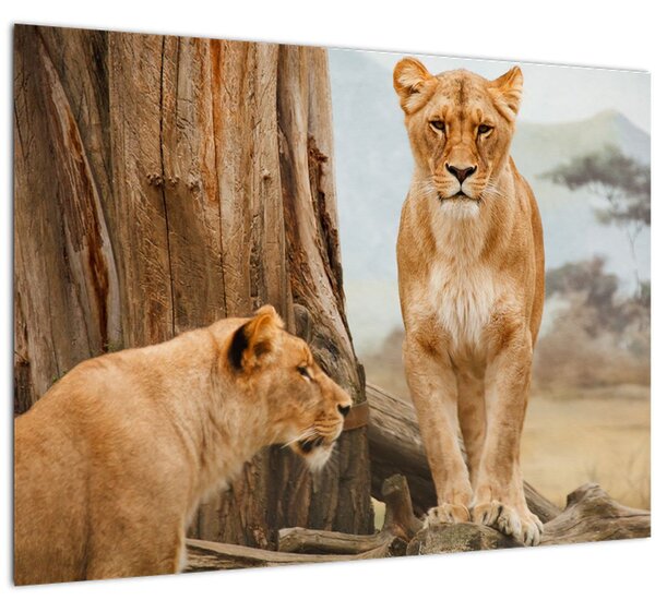 Tablou - două leoaice (70x50 cm)