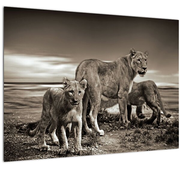 Tablou cu leii alb negri (70x50 cm)