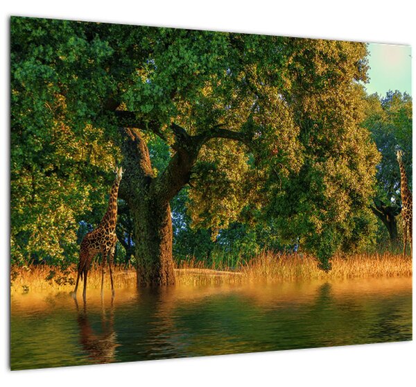 Tablou cu girafe în natură (70x50 cm)