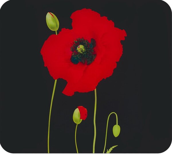 Protecție din sticlă temperată pentru peretele de lângă aragaz 50x56 cm Poppy – Maximex