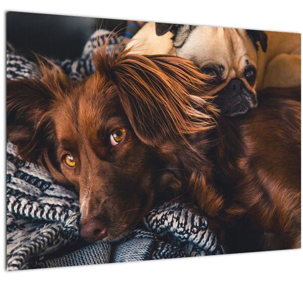 Tablou cu câini dormind (70x50 cm)