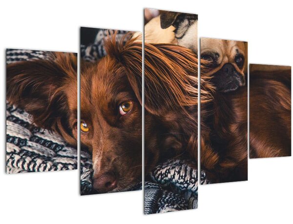 Tablou cu câini dormind (150x105 cm)