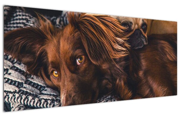 Tablou cu câini dormind (120x50 cm)