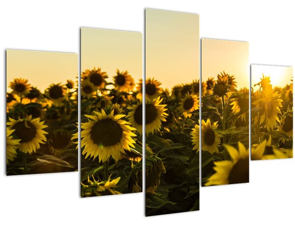 Tablou cu lan de floarea soarelui (150x105 cm)