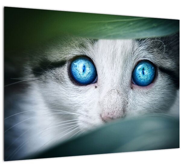 Tablou cu pisica (70x50 cm)