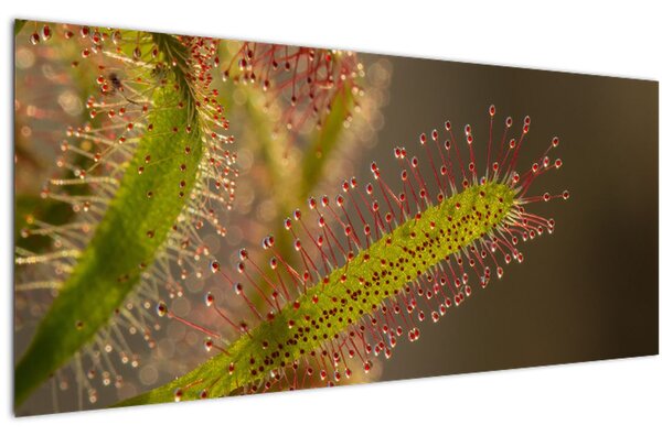 Tablou cu plantă (120x50 cm)