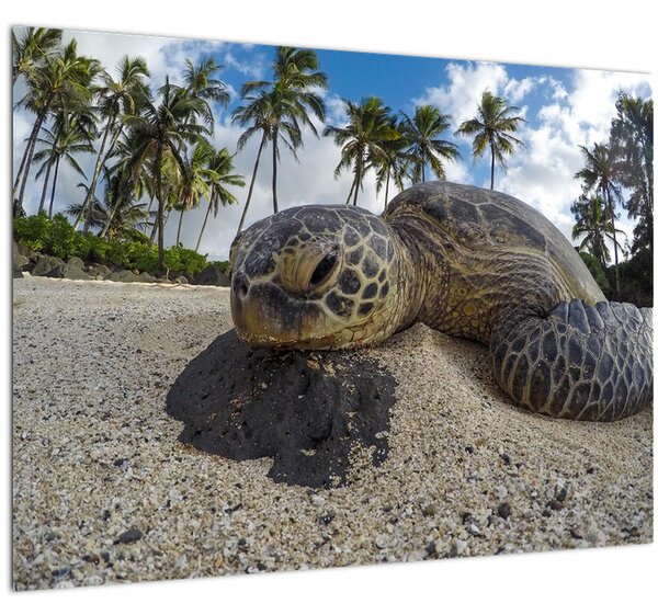 Tablou cu broască țestoasă (70x50 cm)