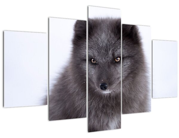 Tablou cu vulpe polară (150x105 cm)