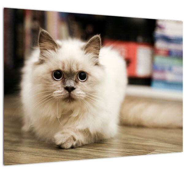 Tablou cu pisica albăr (70x50 cm)
