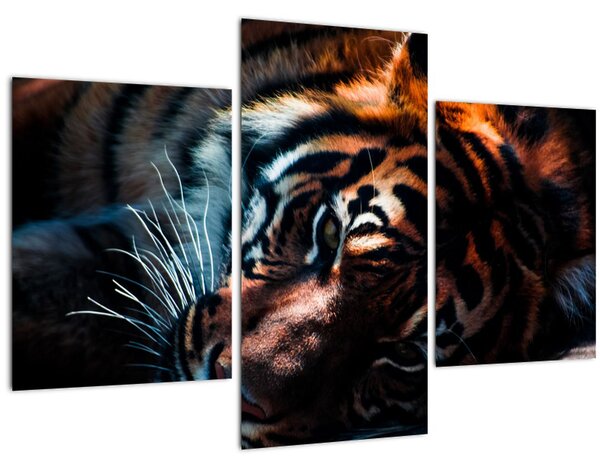 Tablou cu tigrul dormind (90x60 cm)